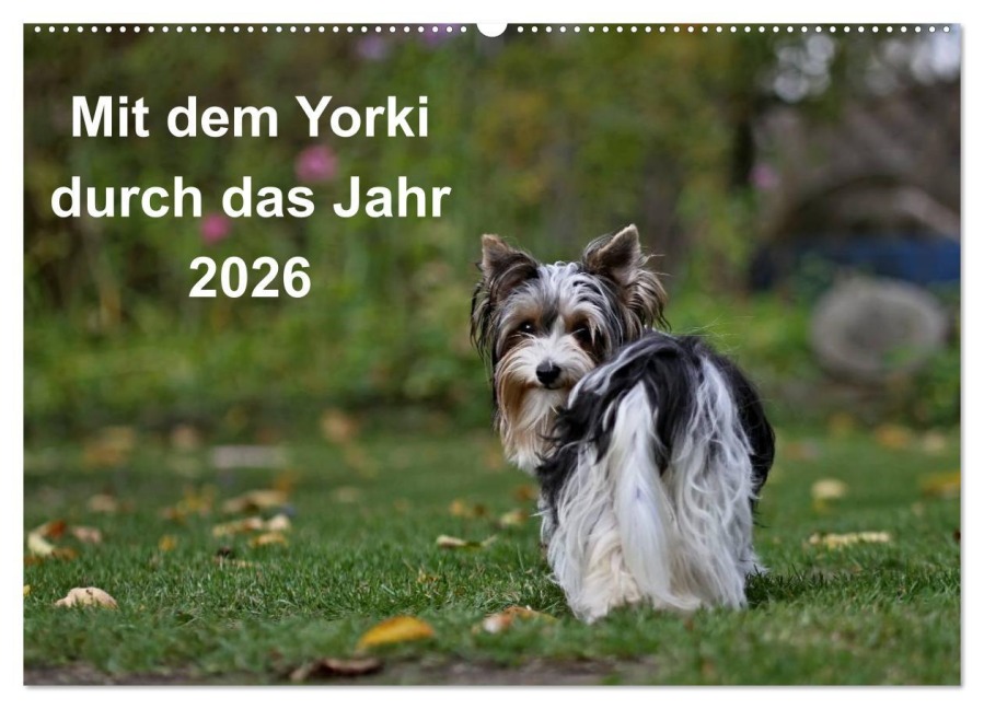 Mit dem Yorki durch das Jahr 2026 (Wandkalender 2026 DIN A2 quer), CALVENDO Monatskalender - Friedhelm Bauer