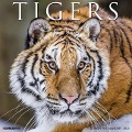 Tigers 2025 12 X 12 Wall Calendar - Willow Creek Press