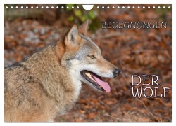 Begegnungen DER WOLF (Wandkalender 2026 DIN A4 quer), CALVENDO Monatskalender - Gugigei Gugigei