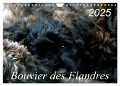 Bouvier des Flandres (Wandkalender 2025 DIN A4 quer), CALVENDO Monatskalender - Susan Milau