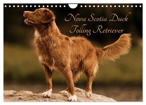 Nova Scotia Duck Tolling Retriever (Wandkalender 2024 DIN A4 quer), CALVENDO Monatskalender - Beatrice Müller Hundefotowerk