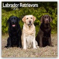 Labrador Retriever 2025 - 16-Monatskalender - Avonside Publishing Ltd