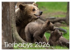 Tierbabys 2026 (Wandkalender 2026 DIN A2 quer), CALVENDO Monatskalender - Johann Schörkhuber