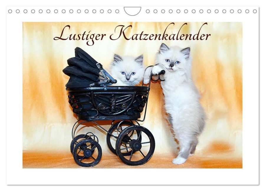 Lustiger Katzenkalender (Wandkalender 2026 DIN A4 quer), CALVENDO Monatskalender - Jennifer Chrystal
