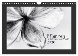 Cover-Bild zum Titel 'Pflanzen in Schwarz und Weiß (Wandkalender 2026 DIN A4 quer), CALVENDO Monatskalender' von 'Kirsten Karius'