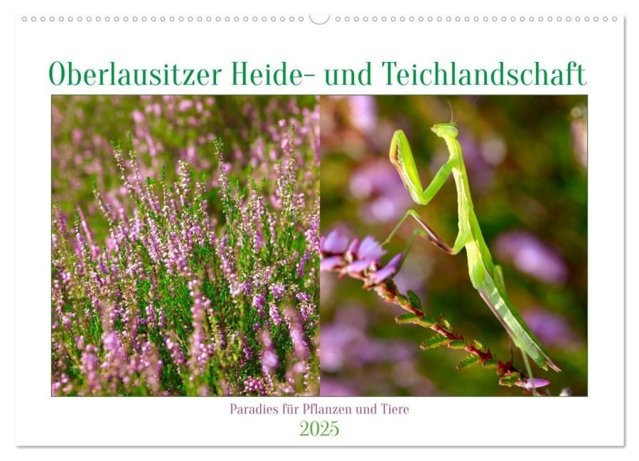 Oberlausitzer Heide- und Teichlandschaft (Wandkalender 2025 DIN A2 quer), CALVENDO Monatskalender - Anette/Thomas Jäger