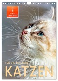 Katzen - süß und kuschelig (Wandkalender 2025 DIN A4 hoch), CALVENDO Monatskalender - Peter Roder