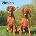 Vizslas 2025 12 X 24 Inch Monthly Square Wall Calendar Plastic-Free - Browntrout