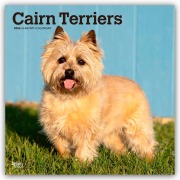 Cairn Terriers 2026 - 16-Monatskalender - Browntrout Publishers