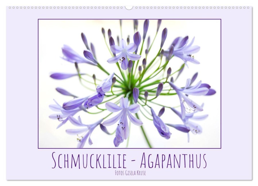 Schmucklilie - Agapanthus (Wandkalender 2026 DIN A2 quer), CALVENDO Monatskalender - Gisela Kruse