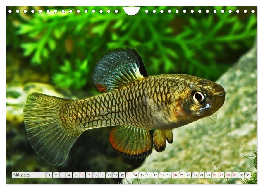 InsideView 8