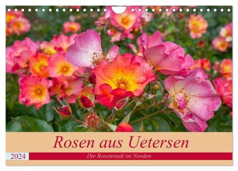 Rosen aus Uetersen (Wandkalender 2024 DIN A4 quer), CALVENDO Monatskalender - Carmen Steiner Matthias Konrad