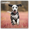 Dalmatian - Dalmatiner 2025 - 16-Monatskalender - Avonside Publishing Ltd.