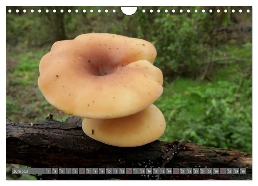 InsideView 11