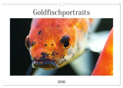 Cover-Bild zum Titel 'Goldfischportraits (Wandkalender 2026 DIN A3 quer), CALVENDO Monatskalender' von 'Hanne Wirtz'