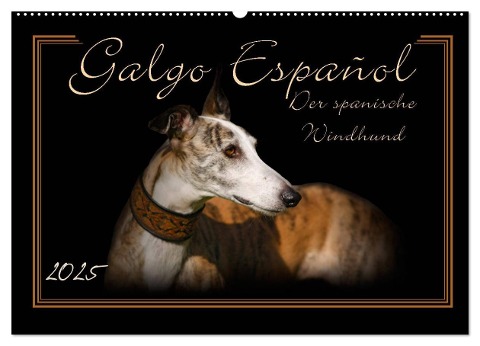 Galgo Español 2025- Der spanische Windhund (Wandkalender 2025 DIN A2 quer), CALVENDO Monatskalender - Andrea Redecker