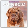 Dogues de Bordeaux - Bordeauxdoggen - Bordeaux Doggen 2025 - 16-Monatskalender - 