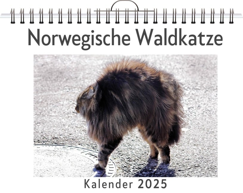 Norwegische Waldkatze - Lina Schröder