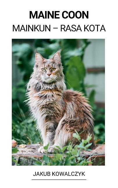 Maine Coon (Mainkun - Rasa Kota) - Jakub Kowalczyk