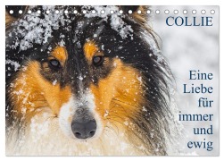 Collies - Eine Liebe für immer und ewig (Tischkalender 2025 DIN A5 quer), CALVENDO Monatskalender - Sigrid Starick
