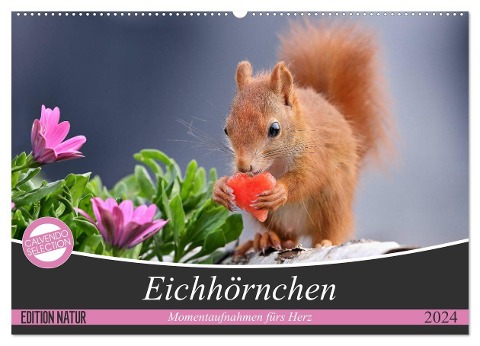 Eichhörnchen Momentaufnahmen fürs Herz (Wandkalender 2024 DIN A2 quer), CALVENDO Monatskalender - Tine Meier