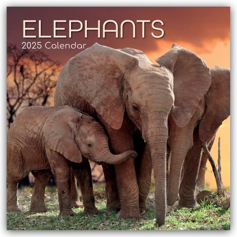 Elephants - Elefanten 2025 - 16-Monatskalender - The Gifted