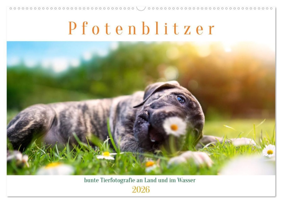 Pfotenblitzer bunte Tierfotografie an Land und im Wasser (Wandkalender 2026 DIN A2 quer), CALVENDO Monatskalender - Pfotenblitzer Tierfotografie