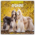 Afghans - Afghanischer Windhund 2025 - 16-Monatskalender - 