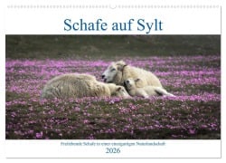 Cover-Bild zum Titel 'Schafe auf Sylt (Wandkalender 2026 DIN A2 quer), CALVENDO Monatskalender' von 'Bodo Balzer'