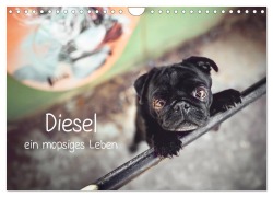 Cover-Bild zum Titel 'Diesel - ein mopsiges Leben (Wandkalender 2026 DIN A4 quer), CALVENDO Monatskalender' von 'Sabrina Wobith Photography - FotosVonMaja'
