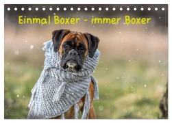 Cover-Bild zum Titel 'Einmal Boxer - immer Boxer (Tischkalender 2026 DIN A5 quer), CALVENDO Monatskalender' von 'Yvonne Janetzek'
