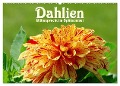 Dahlien - Blütenpracht im Spätsommer (Wandkalender 2024 DIN A2 quer), CALVENDO Monatskalender - LianeM LianeM