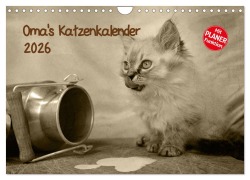 Cover-Bild zum Titel 'Oma's Katzenkalender 2026 (Wandkalender 2026 DIN A4 quer), CALVENDO Monatskalender' von 'Sylvia Säume'