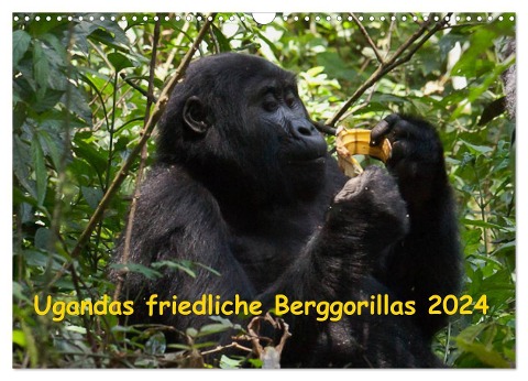 Ugandas friedliche Berggorillas (Wandkalender 2024 DIN A3 quer), CALVENDO Monatskalender - Johanna Krause