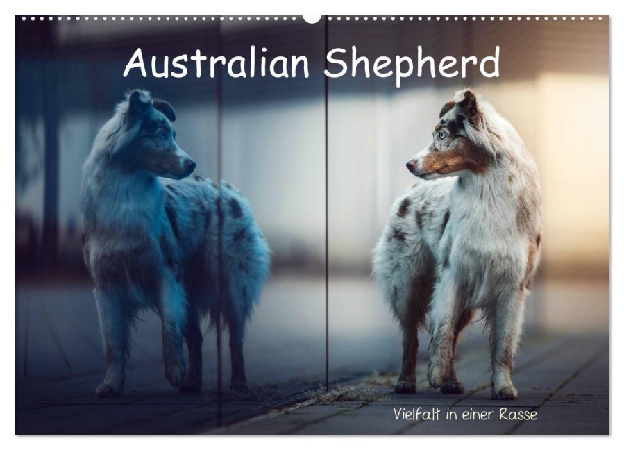 Australian Shepherd - Vielfalt in einer Rasse (Wandkalender 2025 DIN A2 quer), CALVENDO Monatskalender - Sabrina Wobith Photography