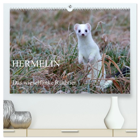 Hermelin - das wieselflinke Raubtier (hochwertiger Premium Wandkalender 2025 DIN A2 quer), Kunstdruck in Hochglanz - Günter Bachmeier