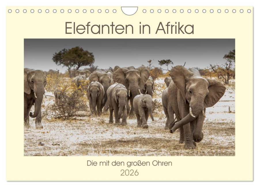 Elefanten in Afrika - Die mit den großen Ohren (Wandkalender 2026 DIN A4 quer), CALVENDO Monatskalender - Barbara Bethke