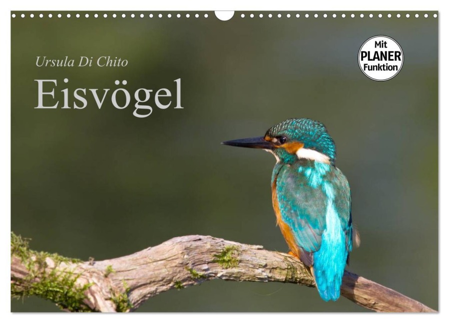 Eisvögel (Wandkalender 2026 DIN A3 quer), CALVENDO Monatskalender - Ursula Di Chito