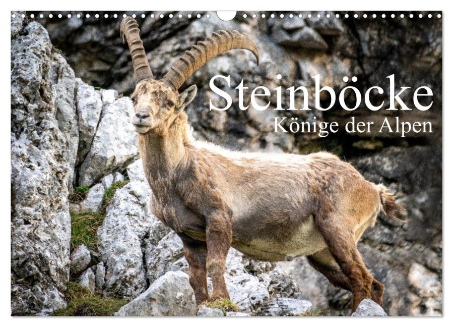 Steinböcke - Majestätische Tiere der Alpen (Wandkalender 2026 DIN A3 quer), CALVENDO Monatskalender - Sven Burbott