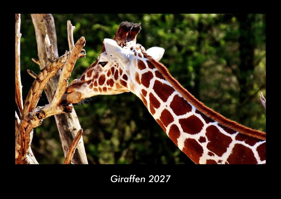 Giraffen 2027 Fotokalender DIN A3 - Tobias Becker
