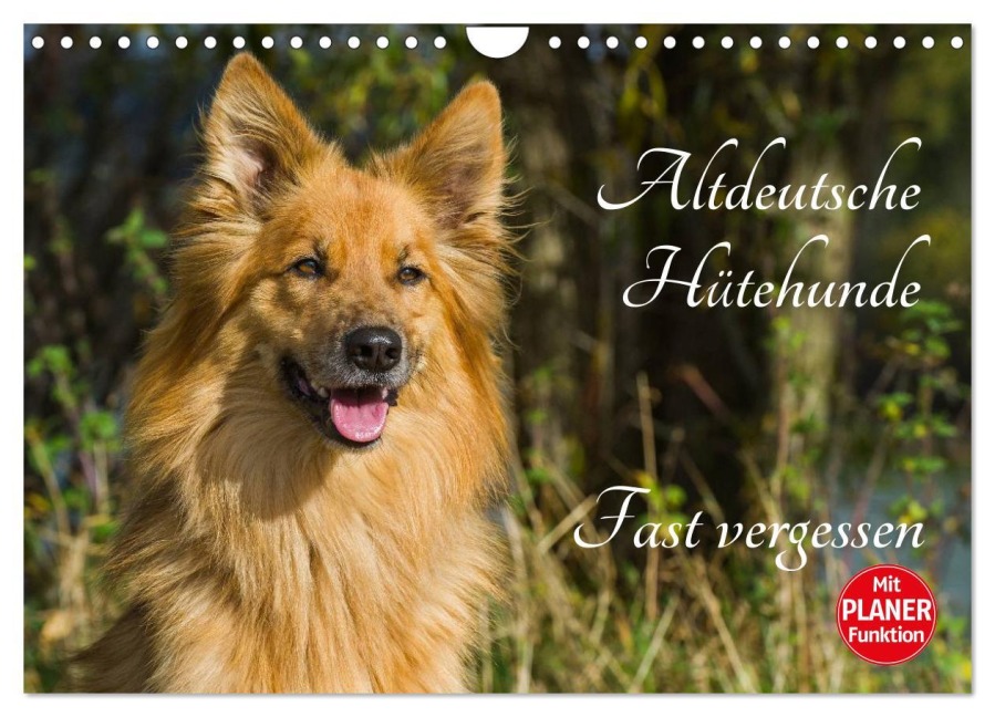 Altdeutsche Hütehunde - Fast vergessen (Wandkalender 2026 DIN A4 quer), CALVENDO Monatskalender - Sigrid Starick