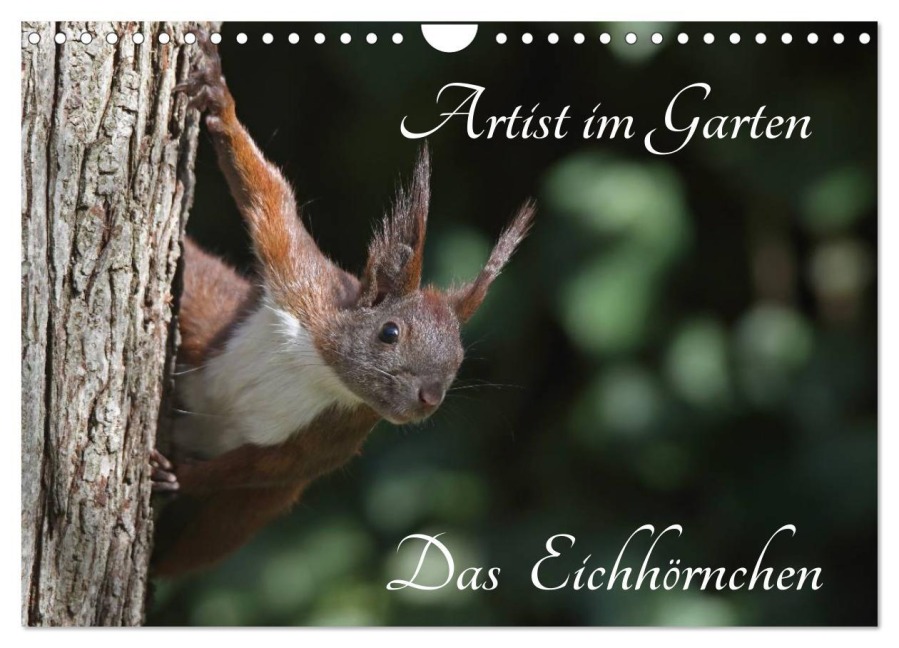 Artist im Garten. Das Eichhörnchen (Wandkalender 2026 DIN A4 quer), CALVENDO Monatskalender - Klaus Konieczka