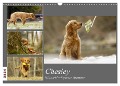Chesley Kleiner Hund Grosses Abenteuer (Wandkalender 2024 DIN A3 quer), CALVENDO Monatskalender - Hundfotografin Bea Müller