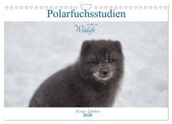Cover-Bild zum Titel 'Polarfuchsstudien Wildlife (Wandkalender 2026 DIN A4 quer), CALVENDO Monatskalender' von 'Klaus Gerken'
