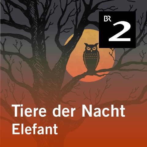 Tiere der Nacht: Elefant - Silke Wolfrum