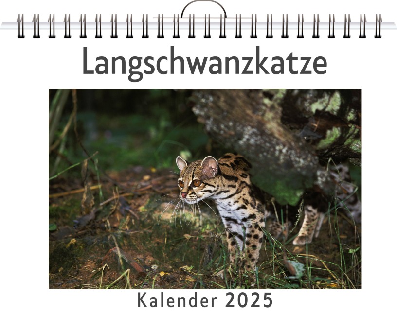 Langschwanzkatze - Ella Lang