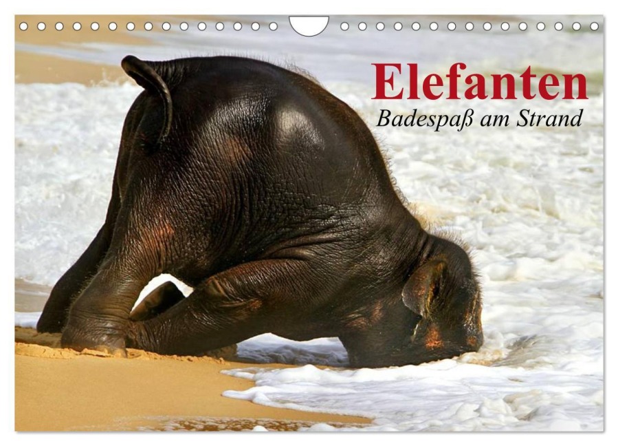 Elefanten. Badespaß am Strand (Wandkalender 2026 DIN A4 quer), CALVENDO Monatskalender - Elisabeth Stanzer