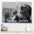 Carissimo Spinone Italiano (hochwertiger Premium Wandkalender 2024 DIN A2 quer), Kunstdruck in Hochglanz - Silvia Drafz