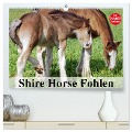 Shire Horse Fohlen (hochwertiger Premium Wandkalender 2025 DIN A2 quer), Kunstdruck in Hochglanz - Elisabeth Stanzer