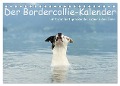 Der Bordercollie-Kalender (Tischkalender 2024 DIN A5 quer), CALVENDO Monatskalender - Kathrin Köntopp